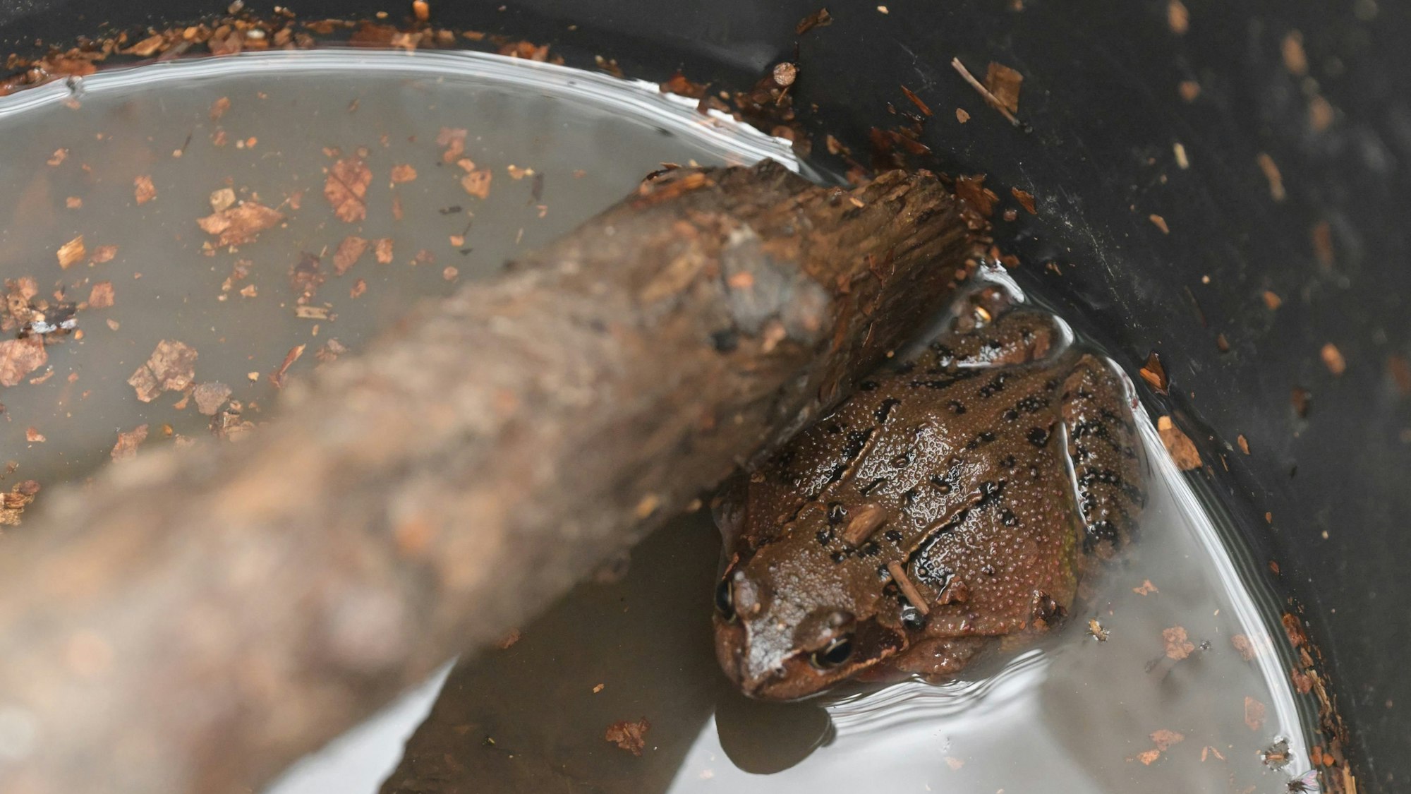 Ein brauner Grasfrosch sitzt in einem Eimer und wird darin über die Straße getragen.