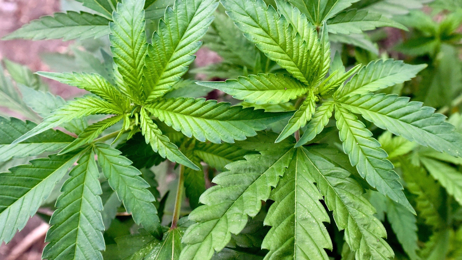 Die Ampel-Koalition will Cannabis mit genauen Regeln legalisieren.