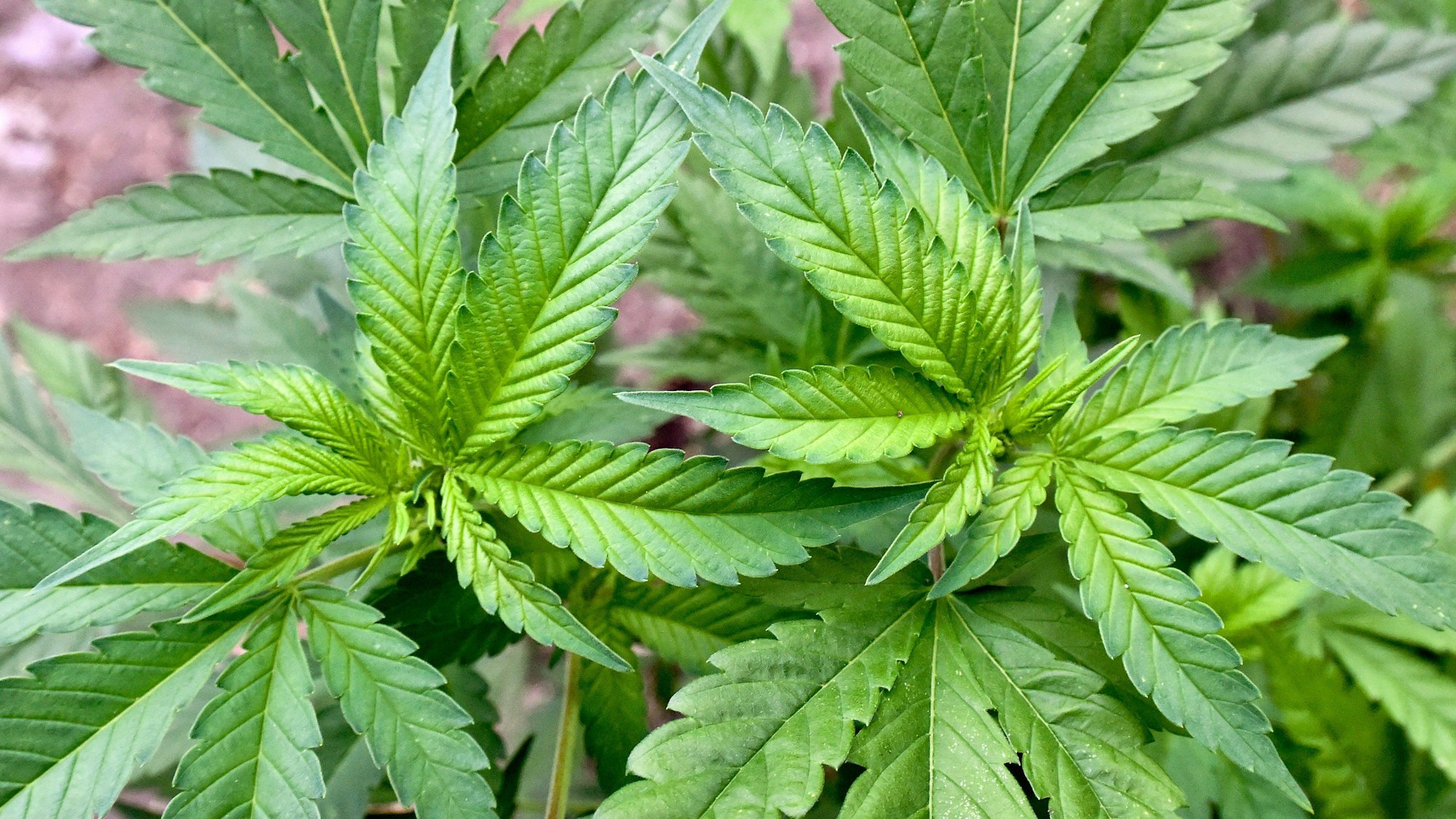 Die Ampel-Koalition will Cannabis mit genauen Regeln legalisieren.