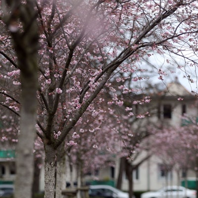 Langsam kommt der Frühling raus. Bäume Stäucher und Blumen blühen bereits. Wie hier in Nippes in der Grabbestraße wo eine kleine Allee von Kirschbäumen blühen. Foto: Arton Krasniqi
