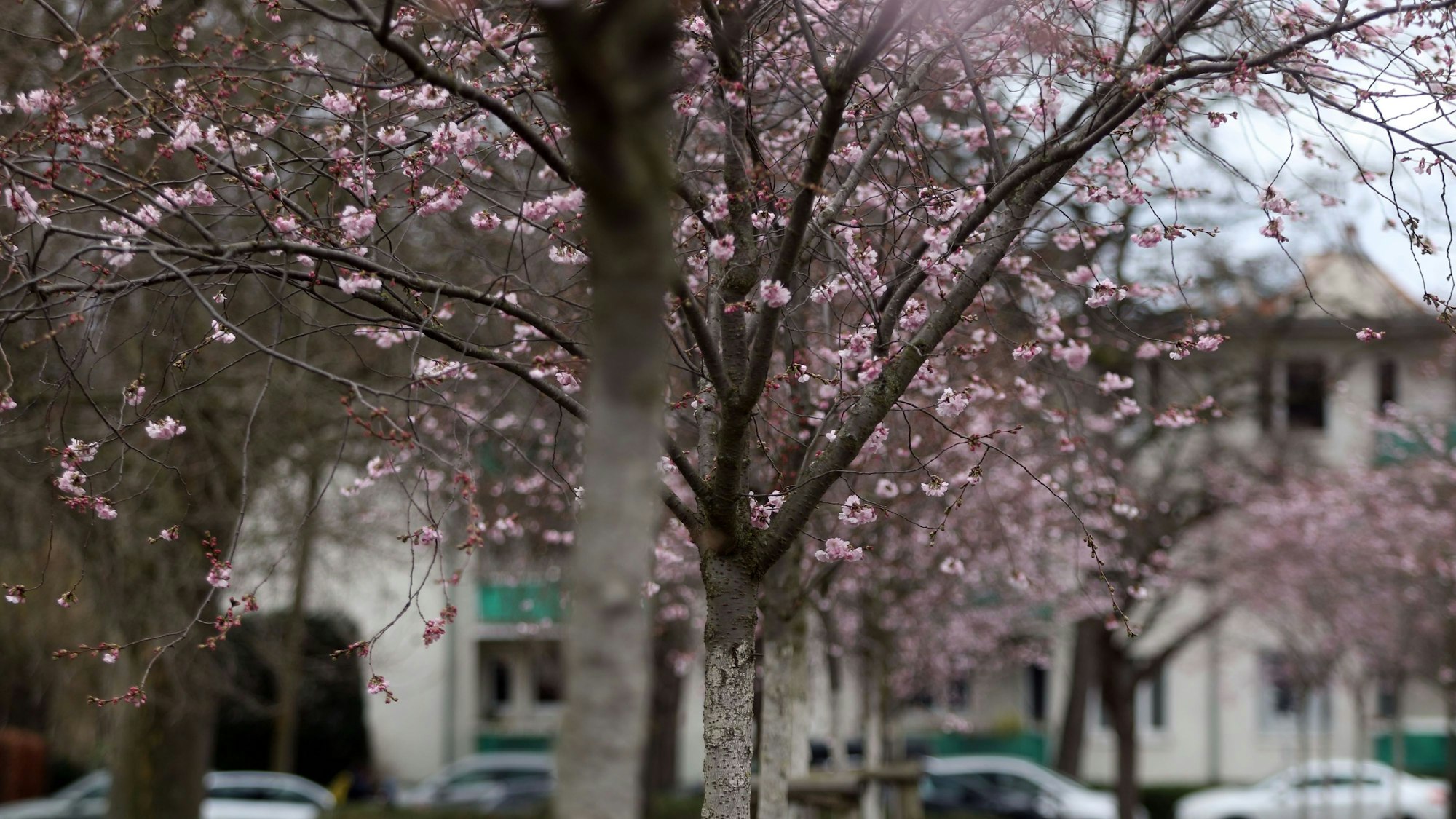 Langsam kommt der Frühling raus. Bäume Stäucher und Blumen blühen bereits. Wie hier in Nippes in der Grabbestraße wo eine kleine Allee von Kirschbäumen blühen. Foto: Arton Krasniqi