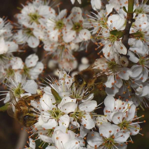 Die Schlehe bzw. der Schleh- oder Schwarzdorn (Prunus spinosa)
