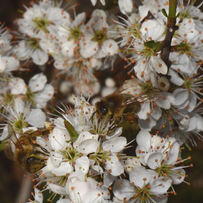 Die Schlehe bzw. der Schleh- oder Schwarzdorn (Prunus spinosa)
