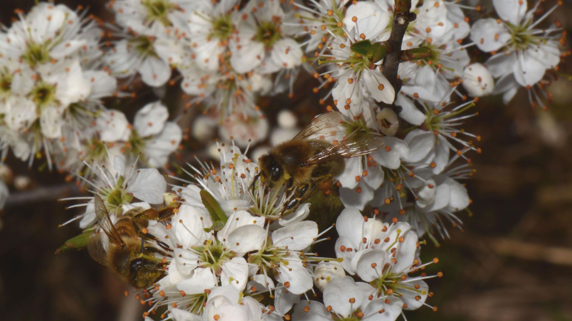 Die Schlehe bzw. der Schleh- oder Schwarzdorn (Prunus spinosa)