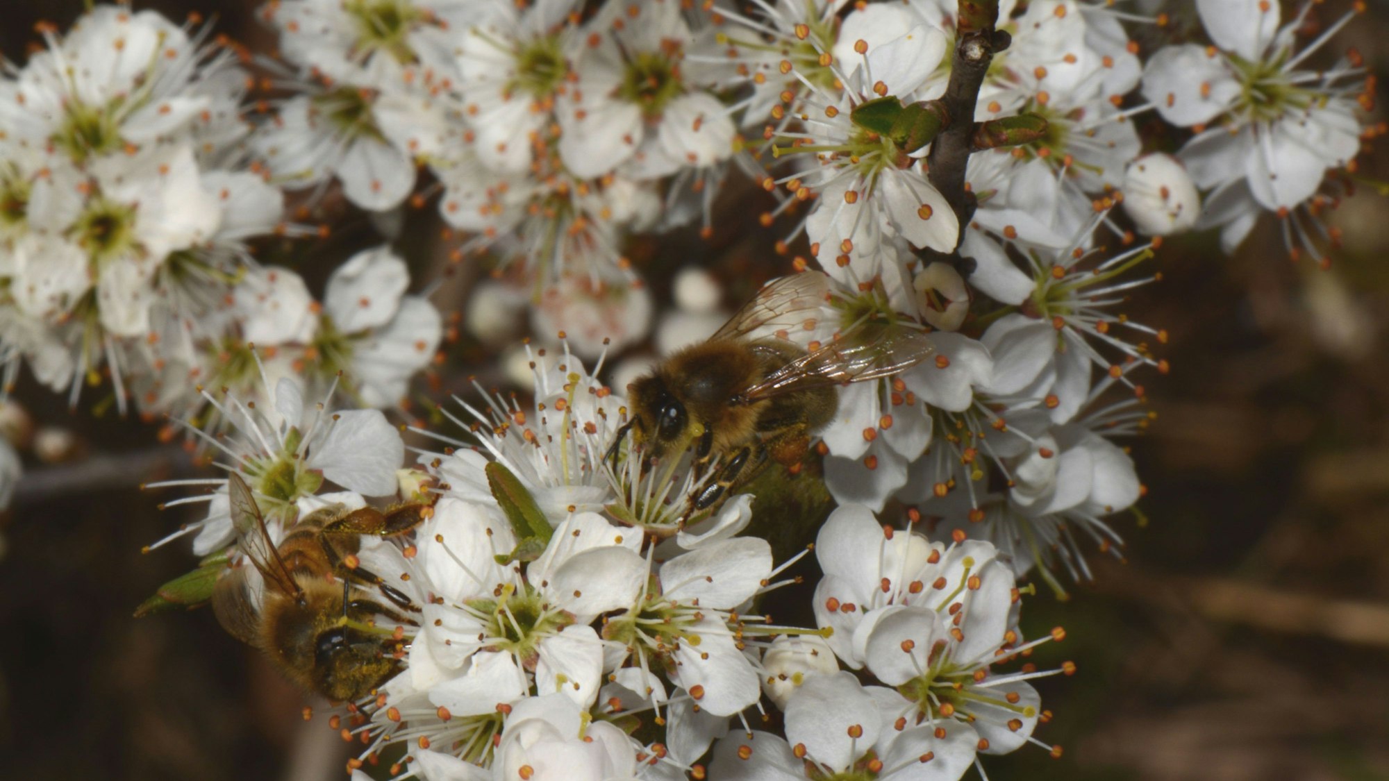 Die Schlehe bzw. der Schleh- oder Schwarzdorn (Prunus spinosa)