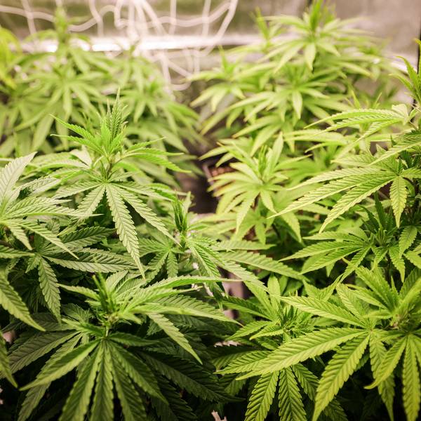 Das Bild zeigt Cannabispflanzen in ihrer Wachstumsphase.
