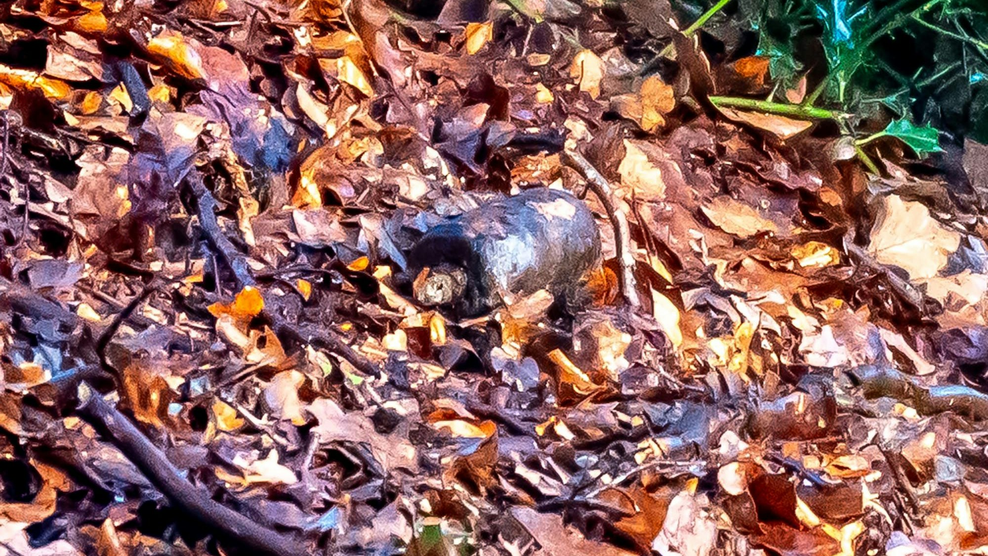 Die Granate in einem Laubhaufen.