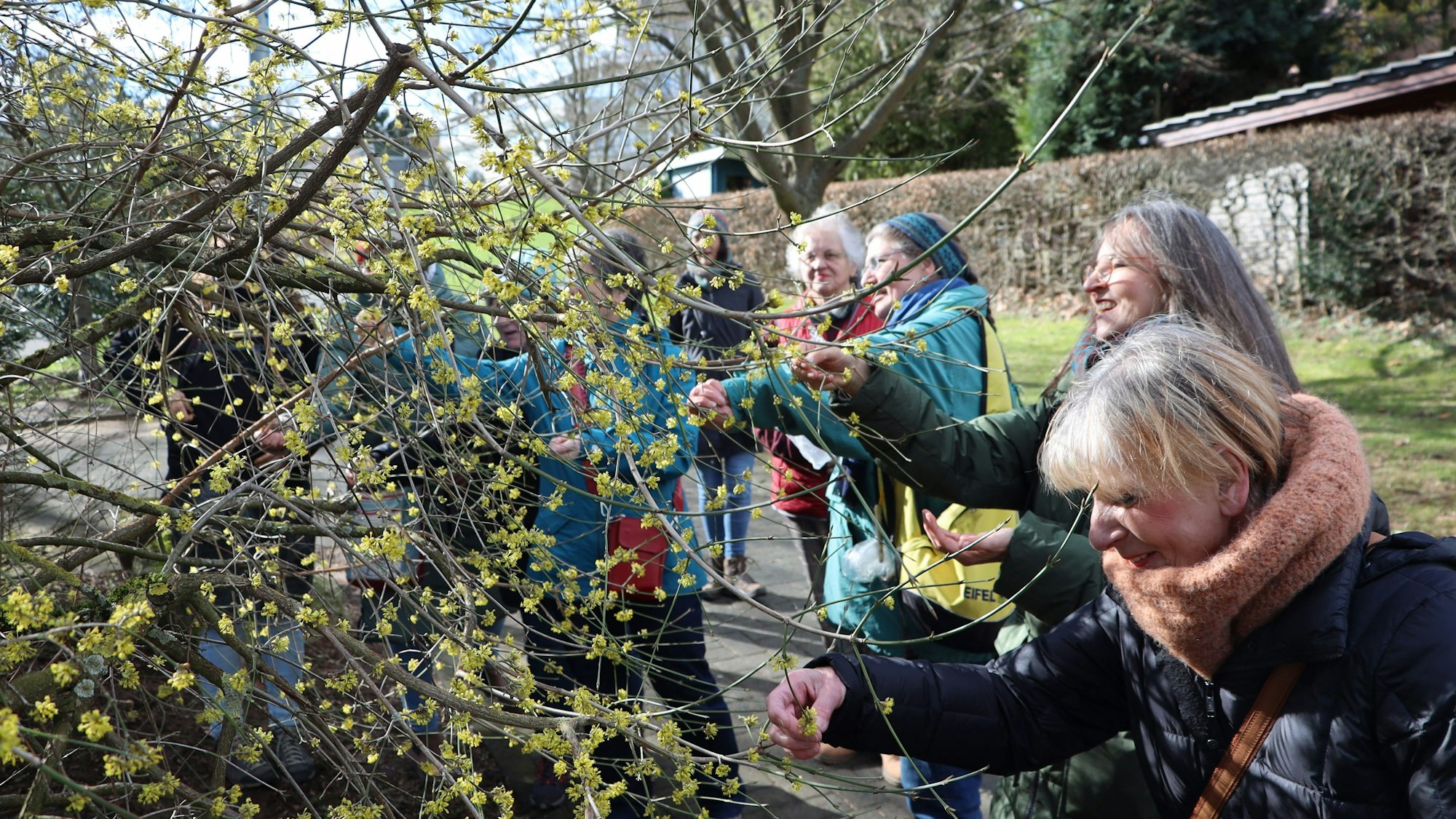 Einige Menschen stehen am Strauch einer Kornelkirsche und betrachten die Blüten.
