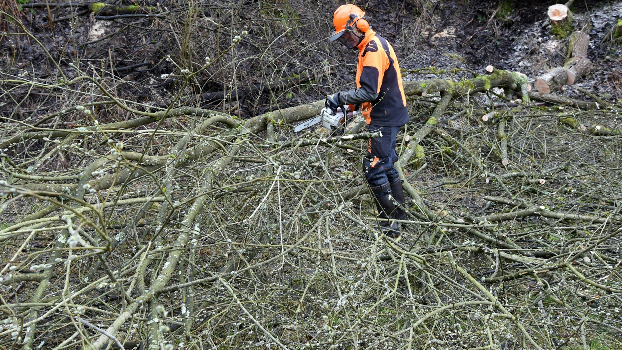 Vor dem 1. März zieht die Waldbröler Ortsgruppe des Nabu ins Grüne und macht auf dem Gelände der Alten Lehmgrube alles fertig für die Amphibiensaison. Das Foto zeigt einen Nabu-Mann beim Zersägen von Ästen.