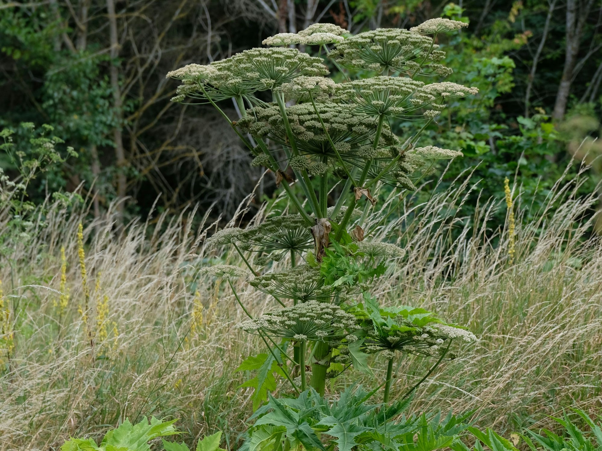 Eine hohe, weißblühende Pflanze wächst auf einer Wiese.