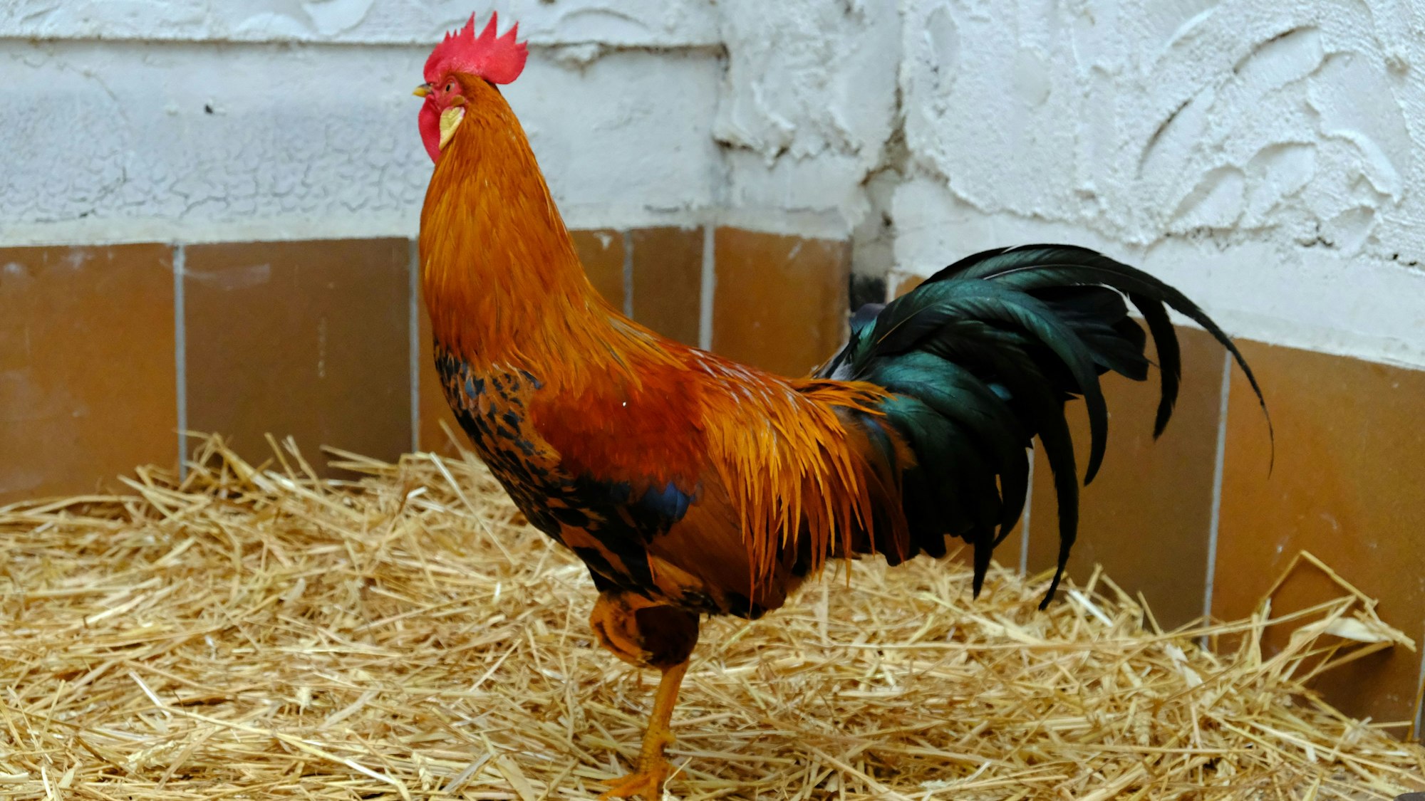 Ein Hahn in seinem mit Stroh ausgelegten Gatter im Mechernicher Tierheim.