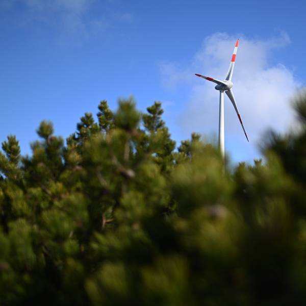 Die Rotoren einer Windkraftanlage sind über den Wipfeln von Bäumen zu sehen.