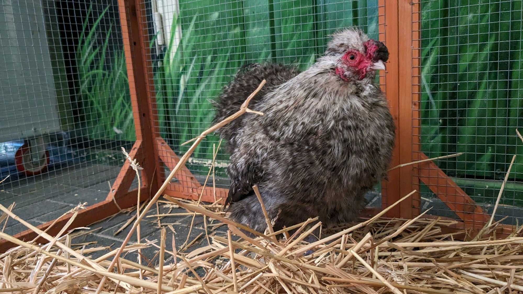 Ein Seidenhahn hockt in seinem Käfig; auf dem Boden liegt Stroh.