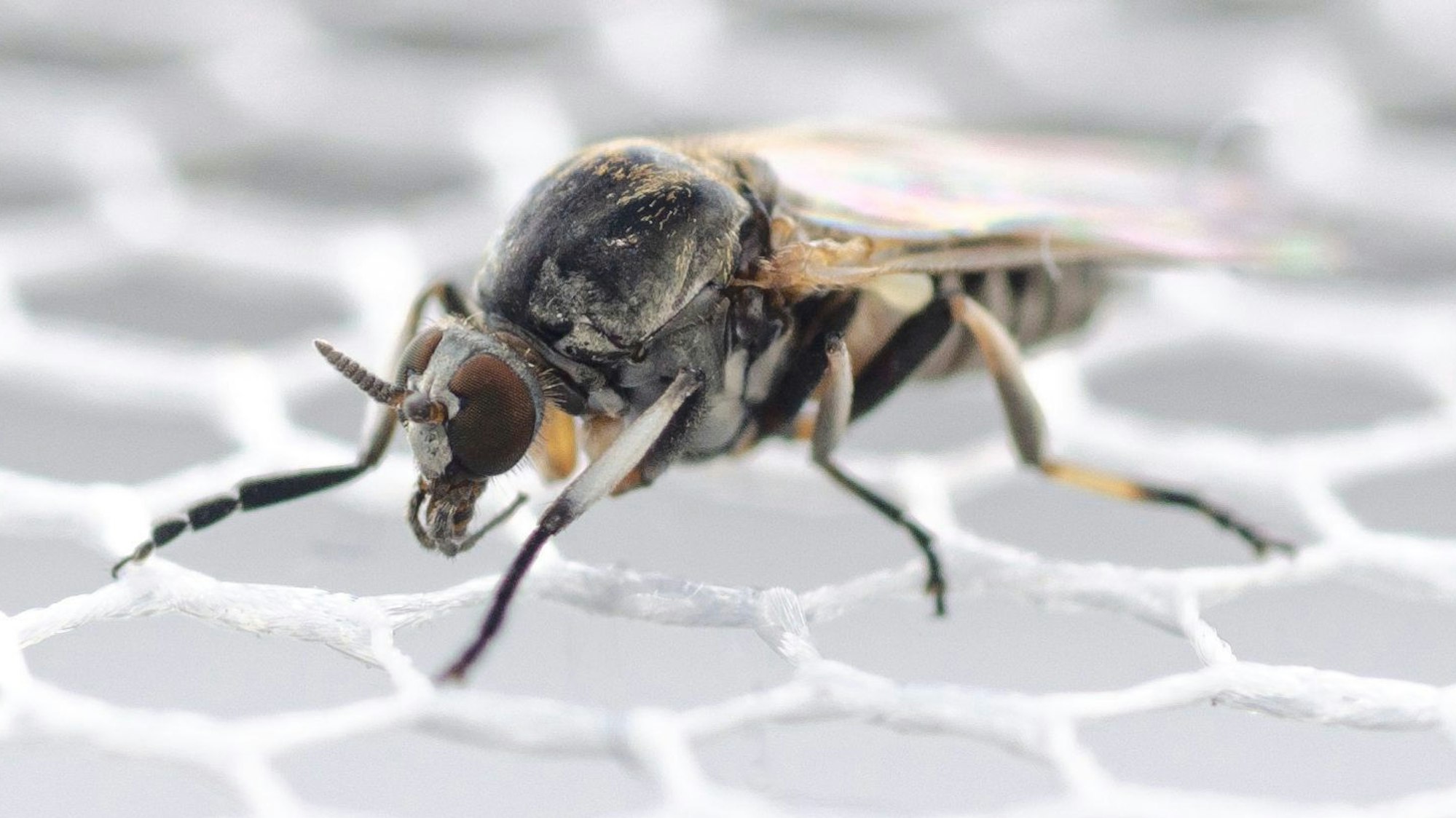 Nahaufnahme einer Kriebelmücke.