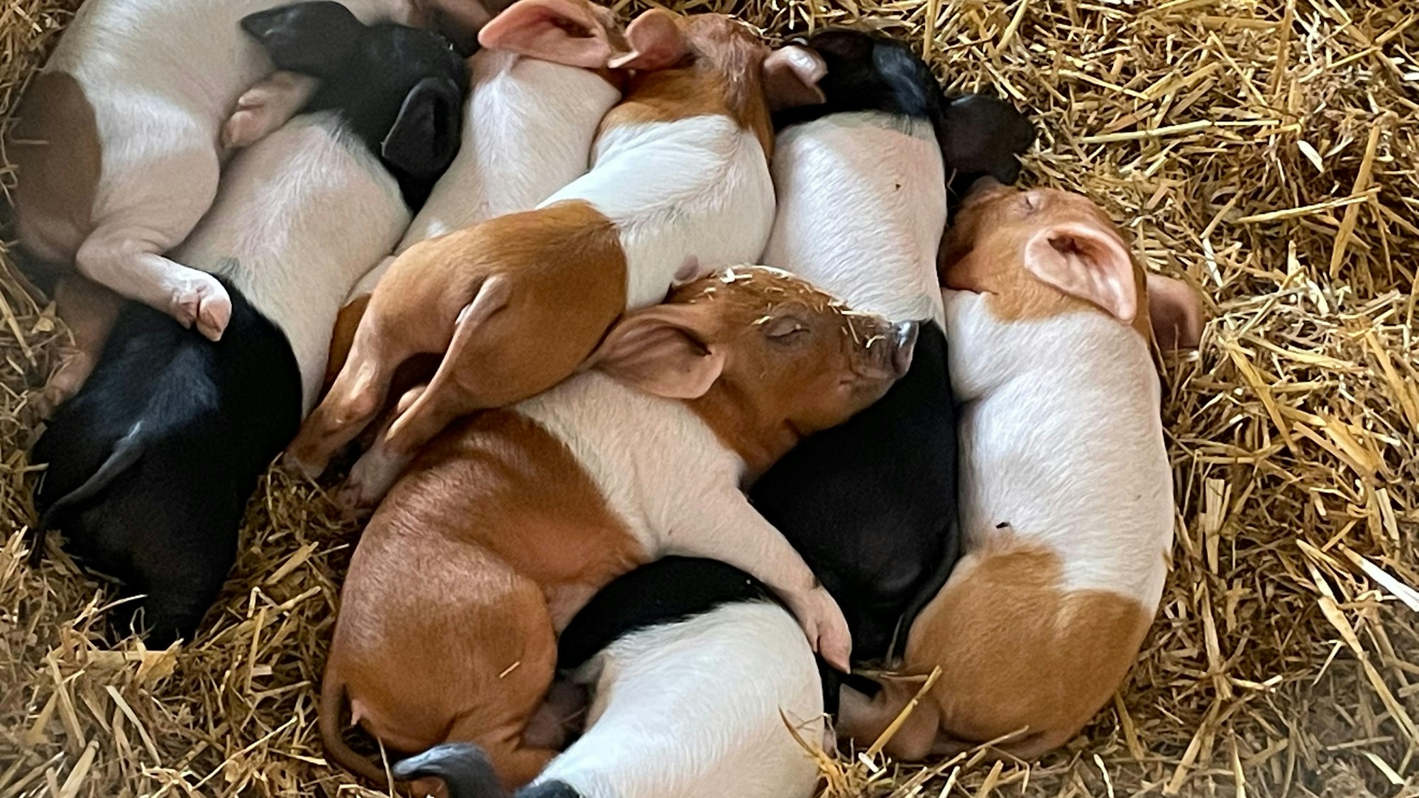 Ferkel auf dem Glessener Mühlenhof