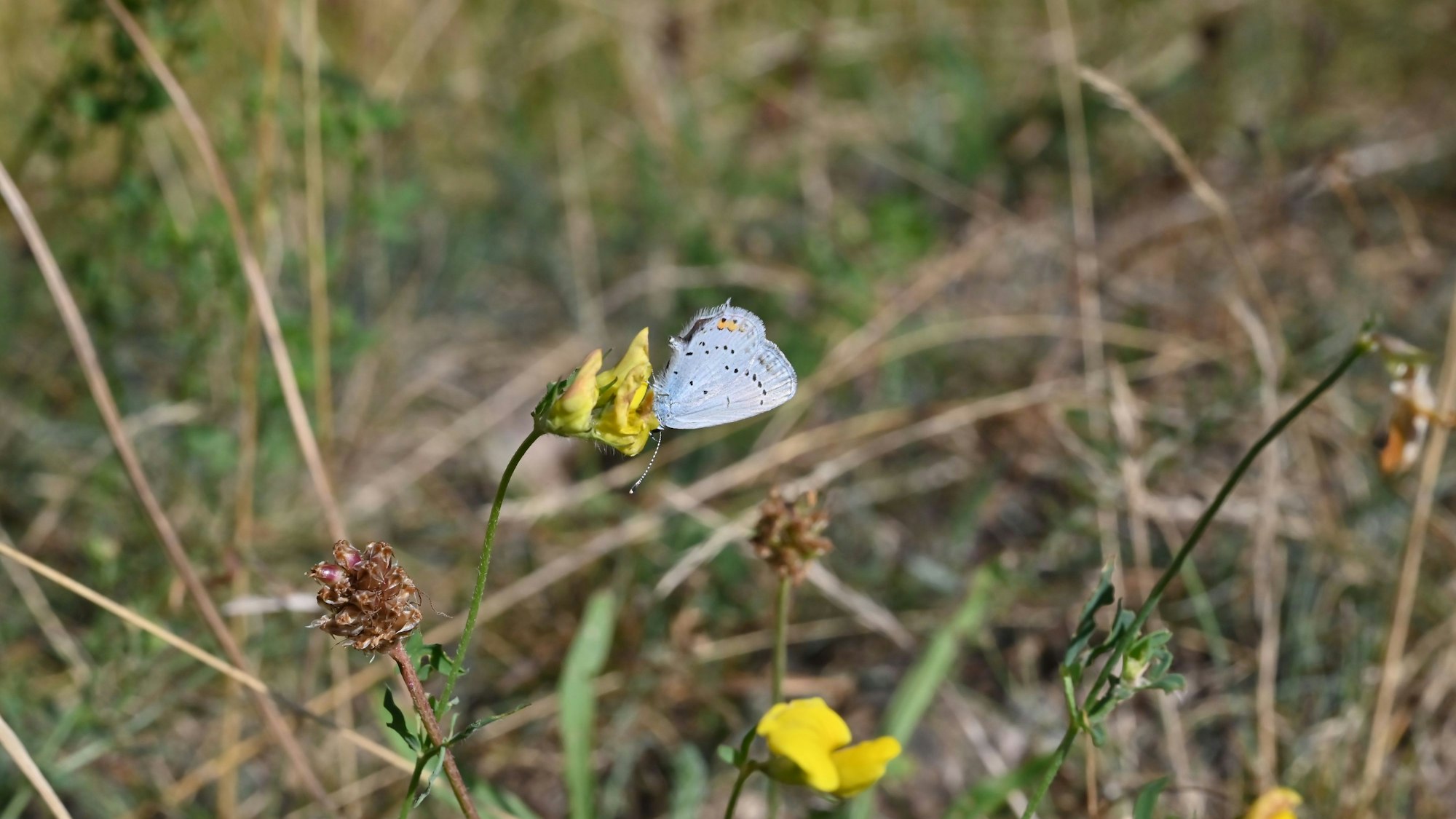 Ein weißer, leicht bläulich schimmernder Schmetterling mit schwarzen Punkten sitzt auf einer gelben Blume.