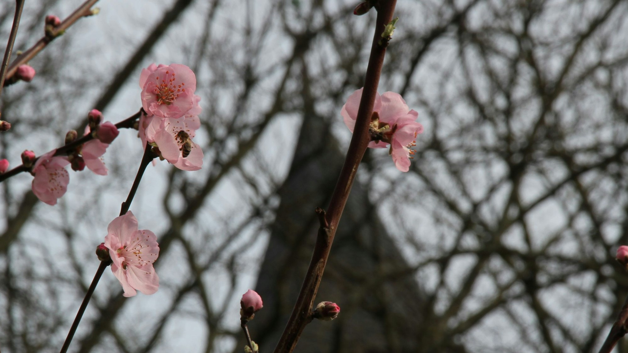 Letzte Umsetzungsstufe des Michaelsbergkonzepts, Weggestaltung und Bepflanzung des Felsengartens, Mandelbaum