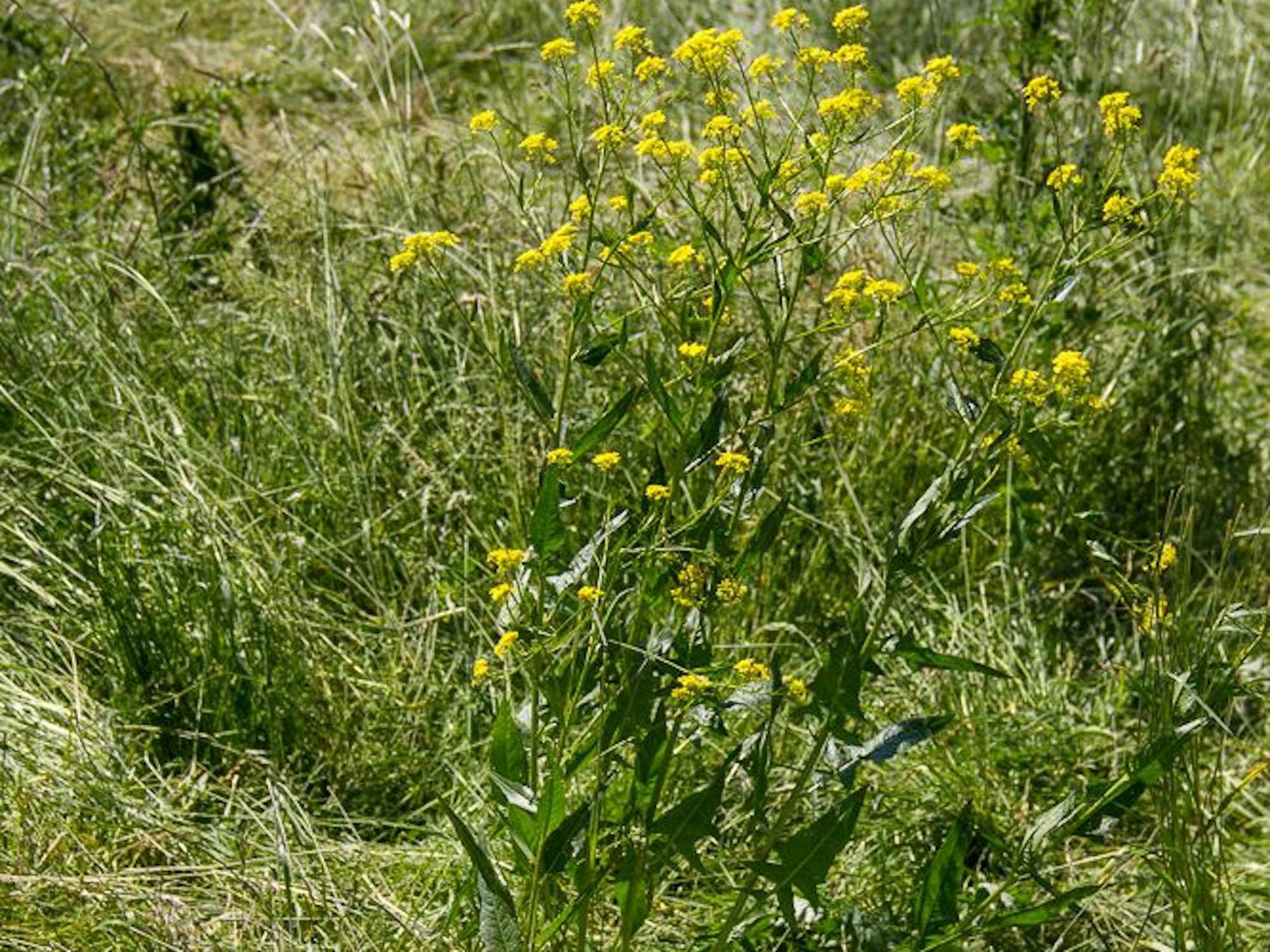 Ein gelb blühende hohe Pflanze wächst auf einer Wiese.