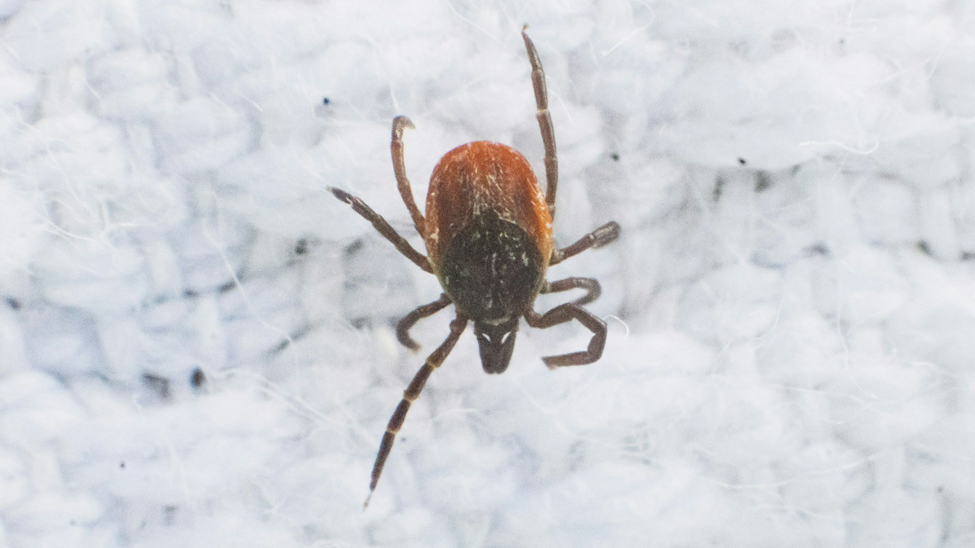 Eine Zecke sitzt auf einem weißen Untergrund und wird unter einem Mikroskop fotografiert. Die Zecken übertragen die gefährliche Krankheit FSME.