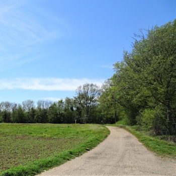 Oberer Rand der Terrassenkante auf der Ville-Hochfläche in Bornheim