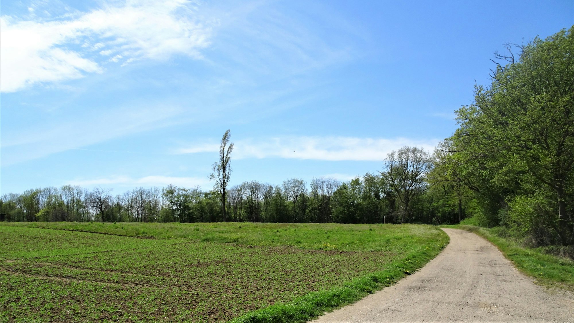 Oberer Rand der Terrassenkante auf der Ville-Hochfläche in Bornheim