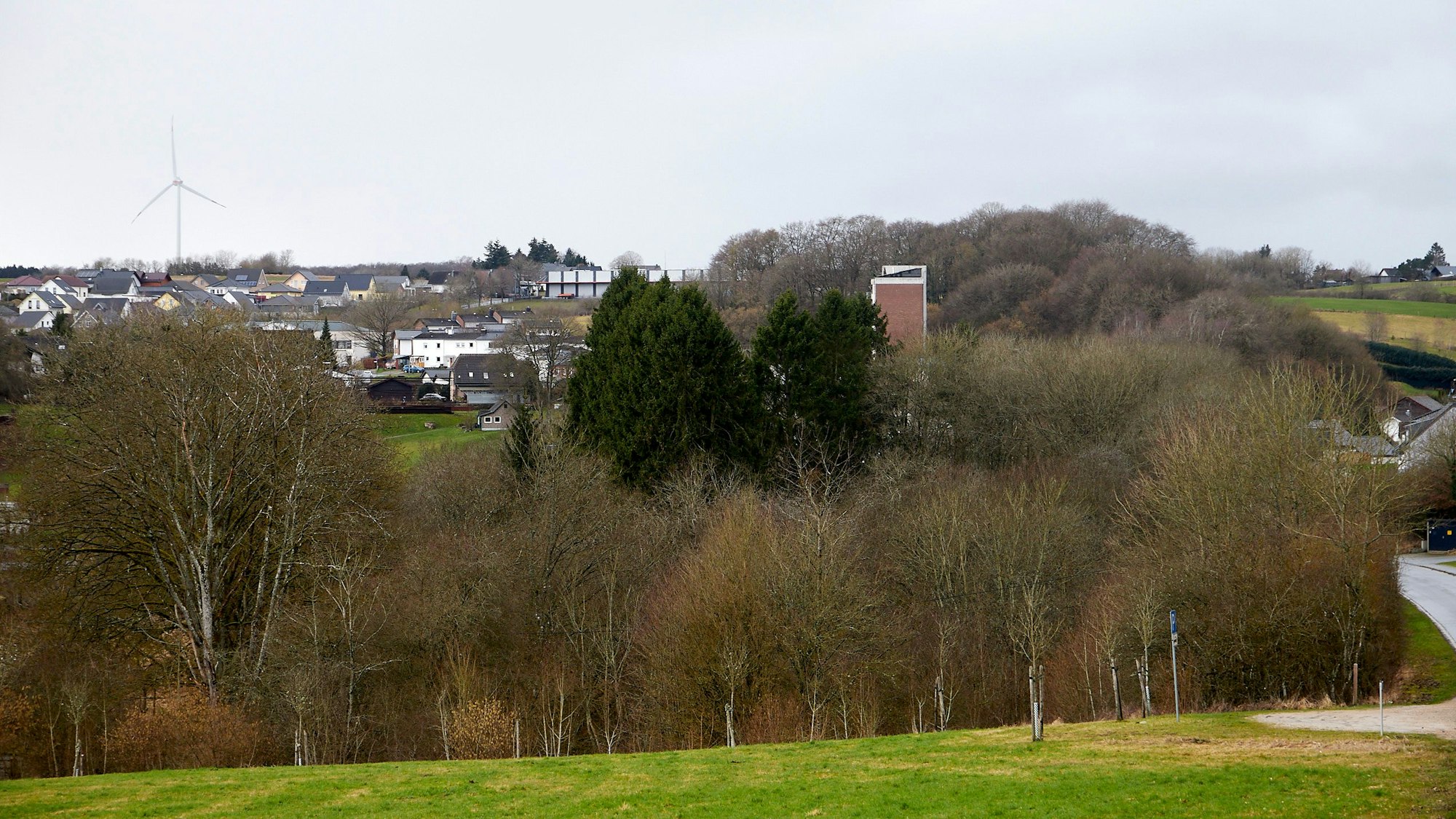 Das Bild zeigt eine Reihe von Fichten auf einer Wiese.