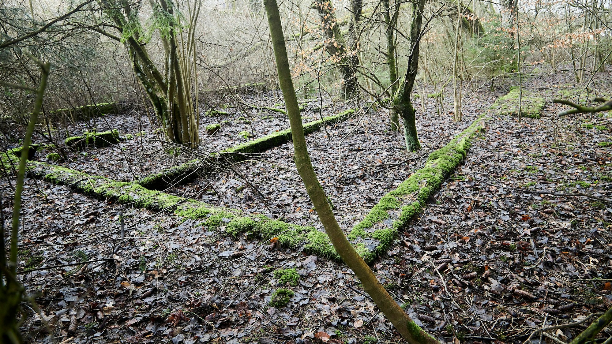 Das Bild zeigt einen vermoosten Grundriss mitten im Wald.