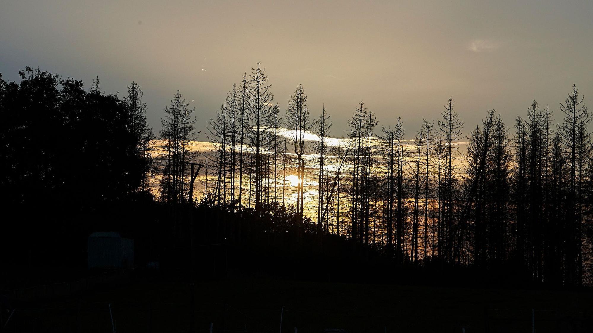 Abendstimmung im Nationalpark mit abgestorbenen Bäumen