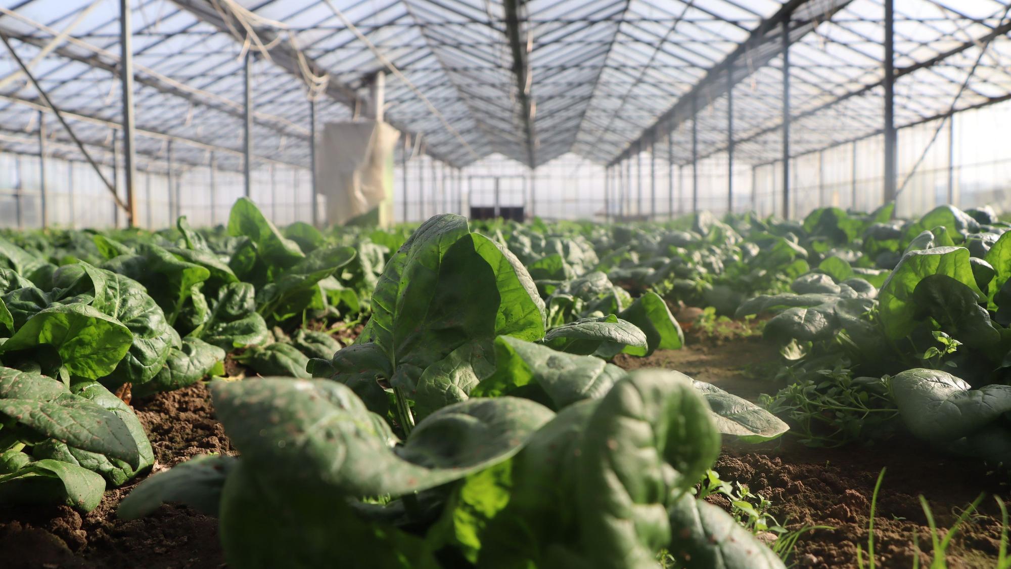 Der Spinat im ungeheizten Glashaus wurde schon im November gesetzt - jetzt ist Erntezeit.