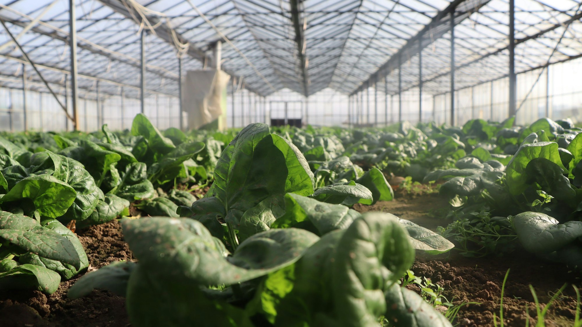 Der Spinat im ungeheizten Glashaus wurde schon im November gesetzt - jetzt ist Erntezeit.