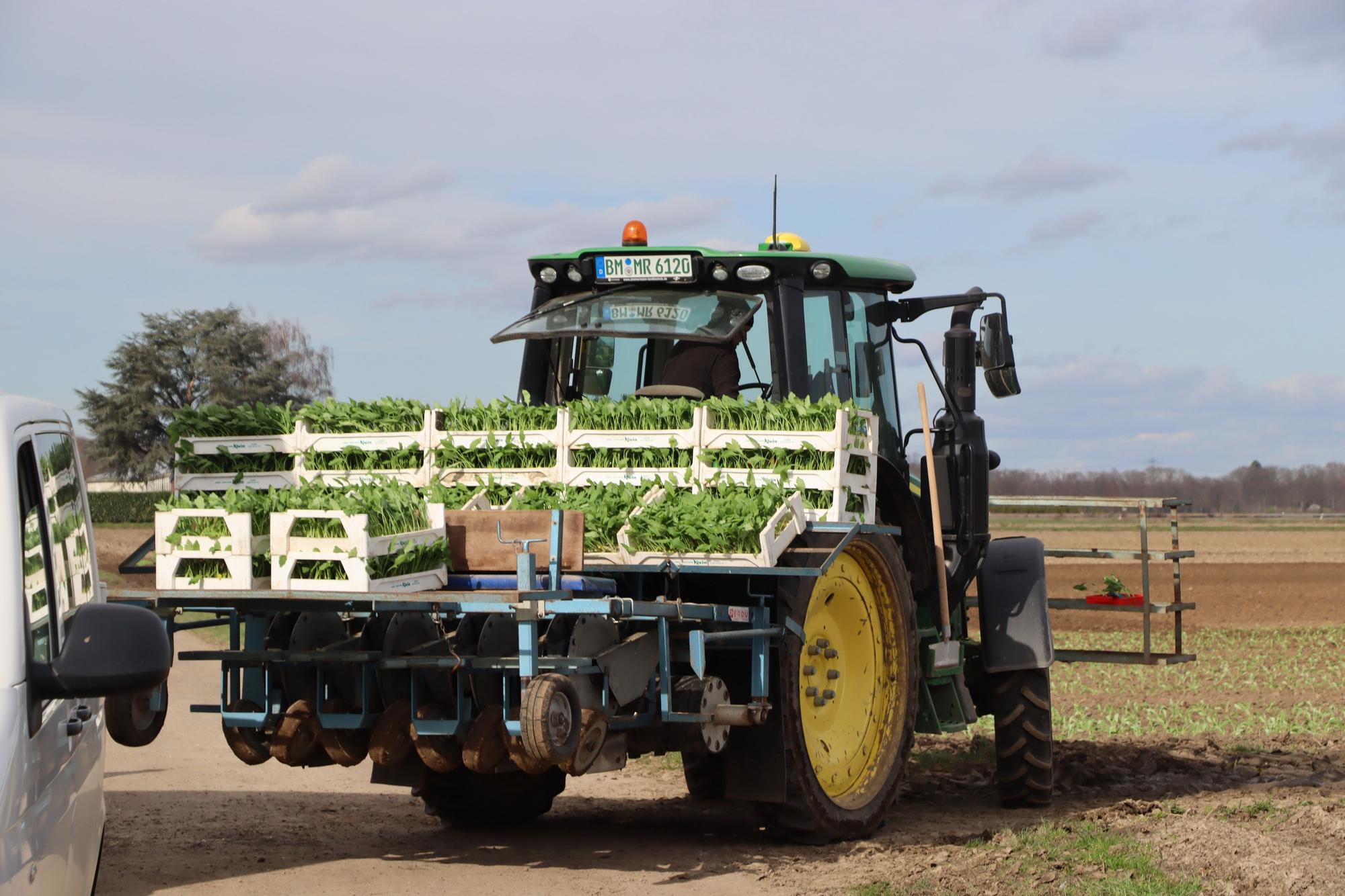 In Sechtem wie bei Schwadorf hat bereits die Kohlrabi-Pflanzung begonnen.