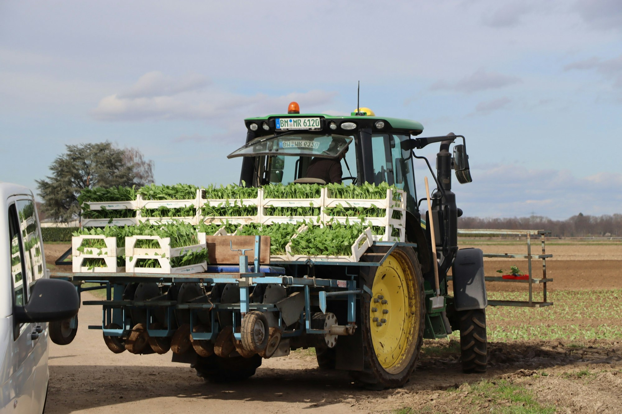 In Sechtem wie bei Schwadorf hat bereits die Kohlrabi-Pflanzung begonnen.