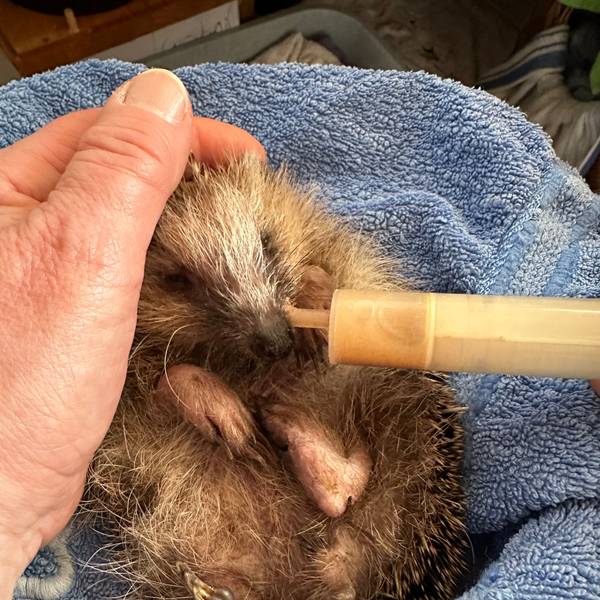 Ein kranker Igel wird mit einer Spritze gefüttert.