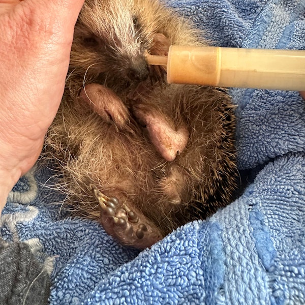 Ein kranker Igel wird mit einer Spritze gefüttert.