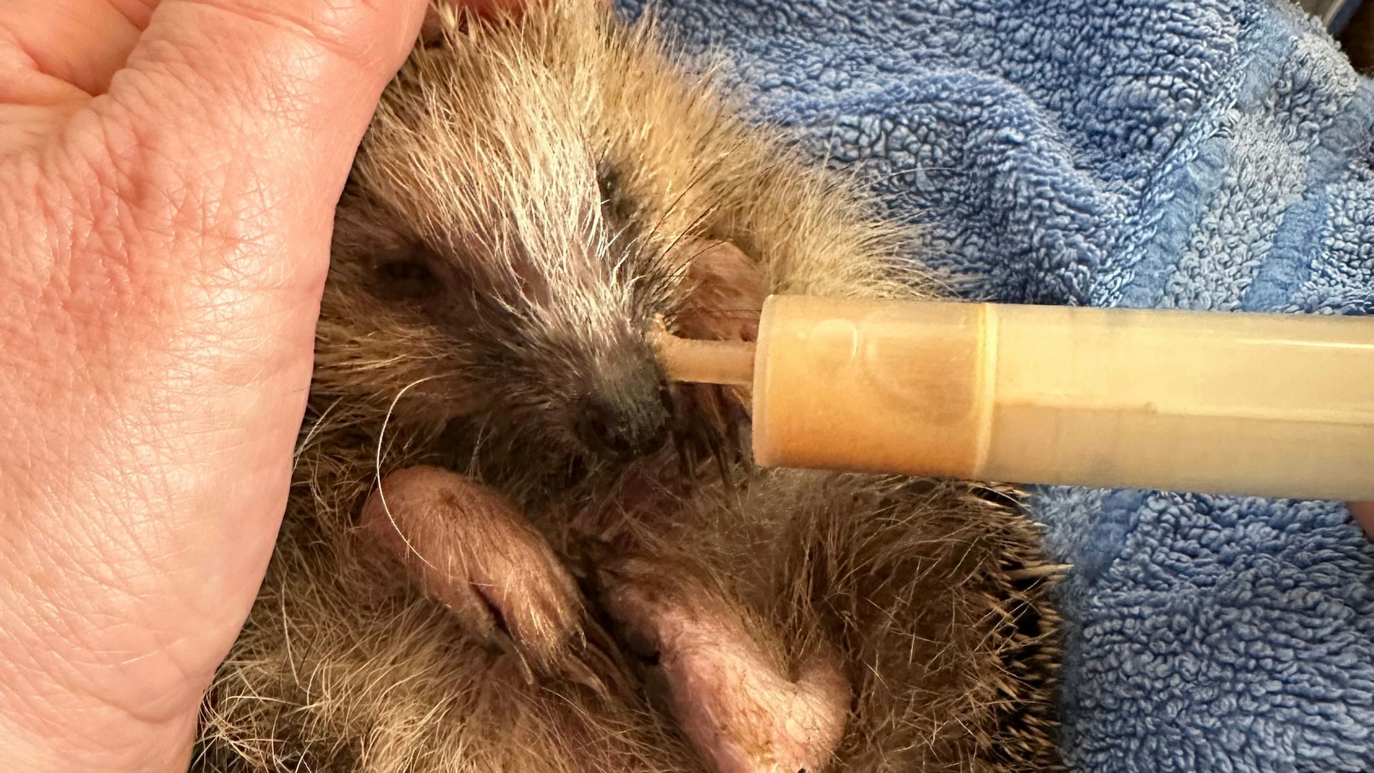 Ein kranker Igel wird mit einer Spritze gefüttert.