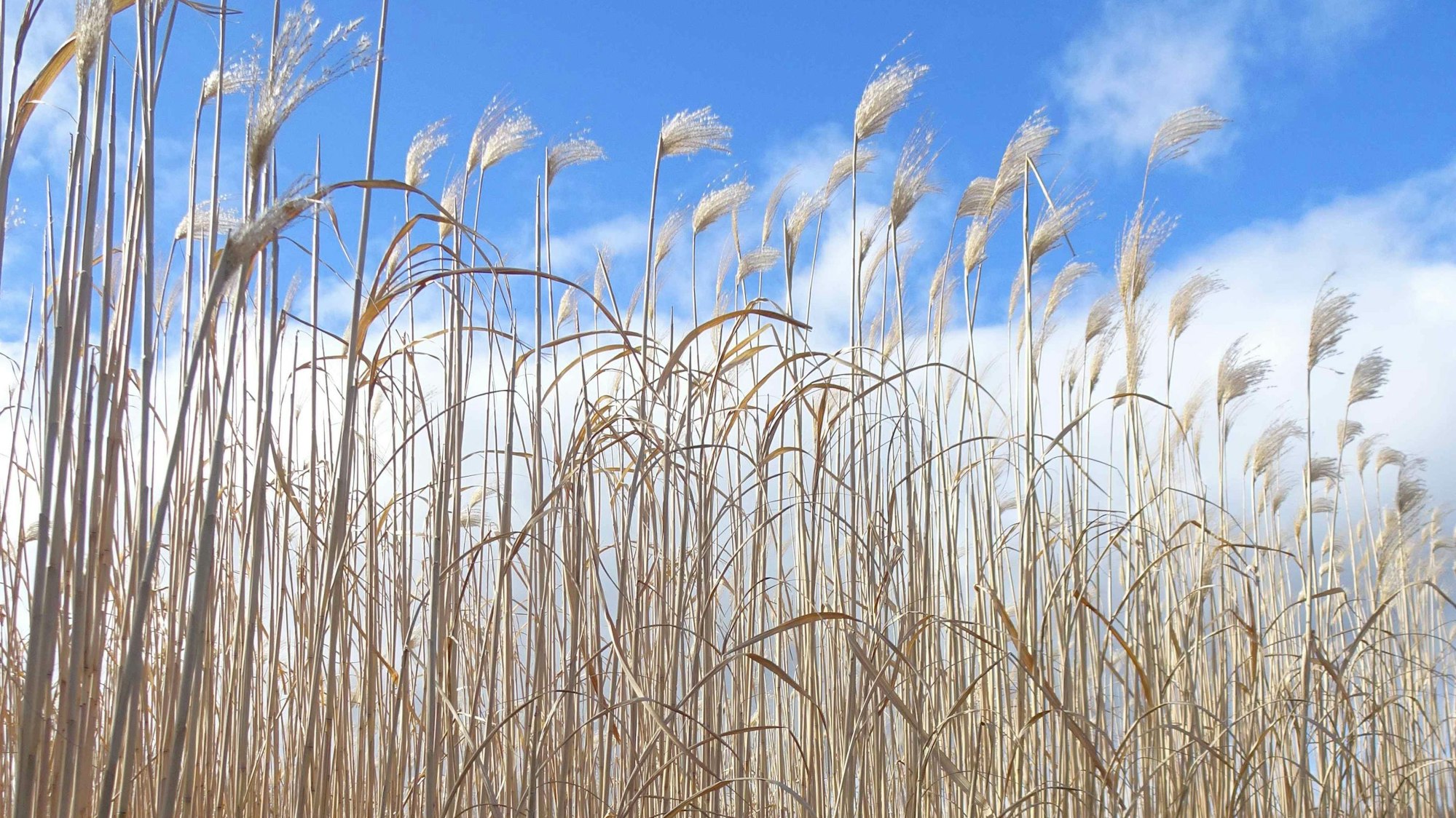 Versuchsfeld auf dem Campus Klein Altendorf mit Miscanthus X Giganteus.