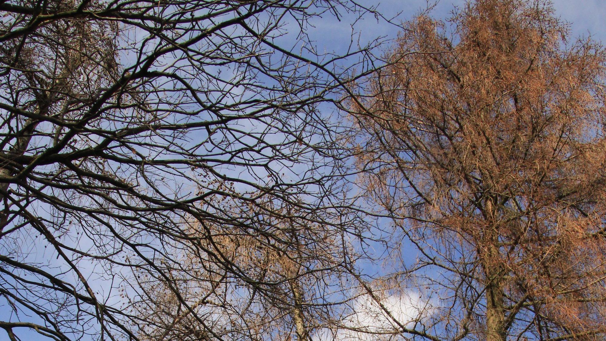 Tote Fichten stehen in einem Wald in Hennef, die Nadeln sind braun.