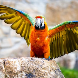 Ein Papagei sitzt auf einem Felsen im Zoo und streckt die Flügel aus. Das RKI beobachtet derzeit einen signifikanten Anstieg der Fallzahlen in Deutschland. (Symbolbild)