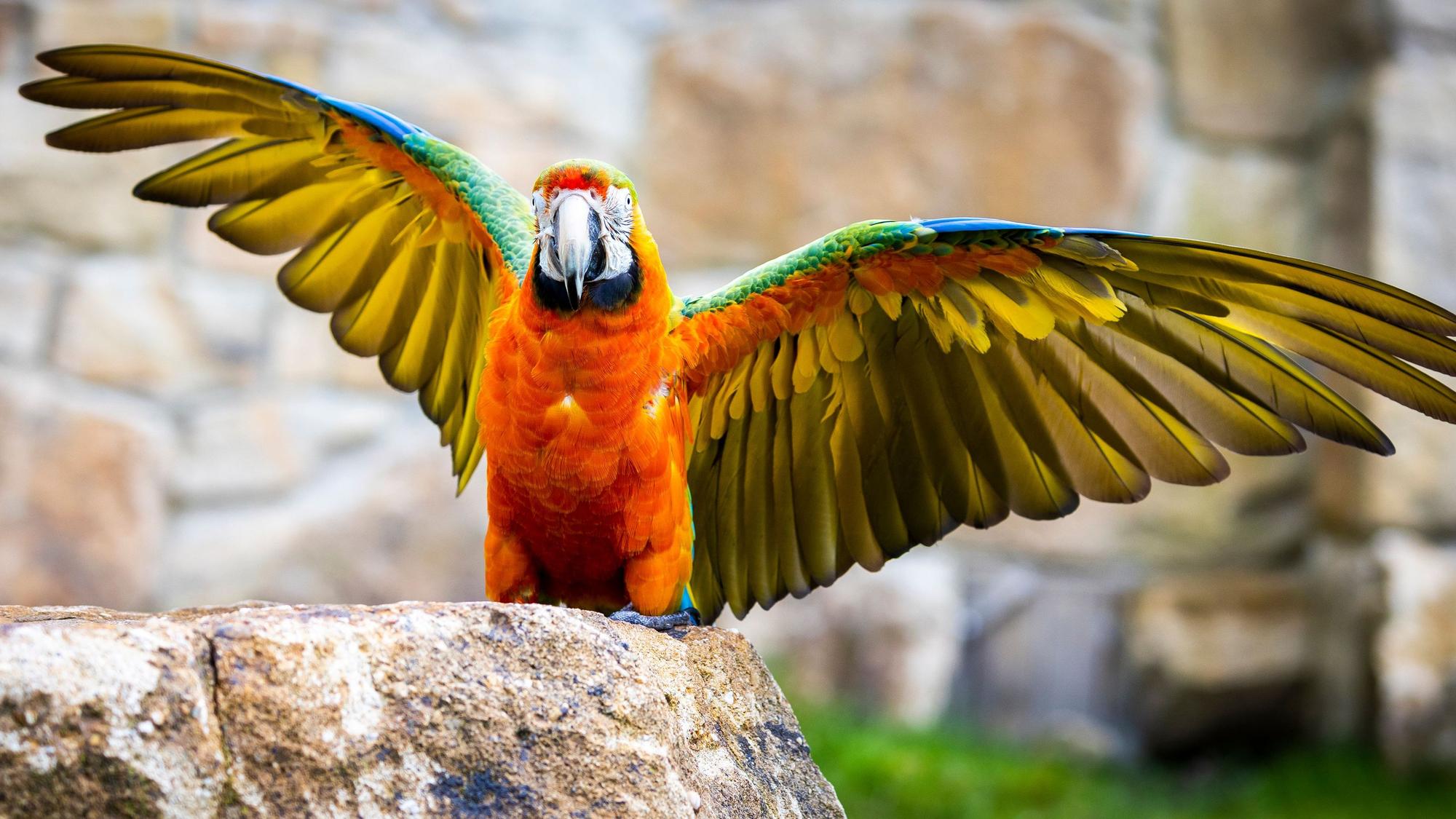 Ein Papagei sitzt auf einem Felsen im Zoo und streckt die Flügel aus. Das RKI beobachtet derzeit einen signifikanten Anstieg der Fallzahlen in Deutschland. (Symbolbild)