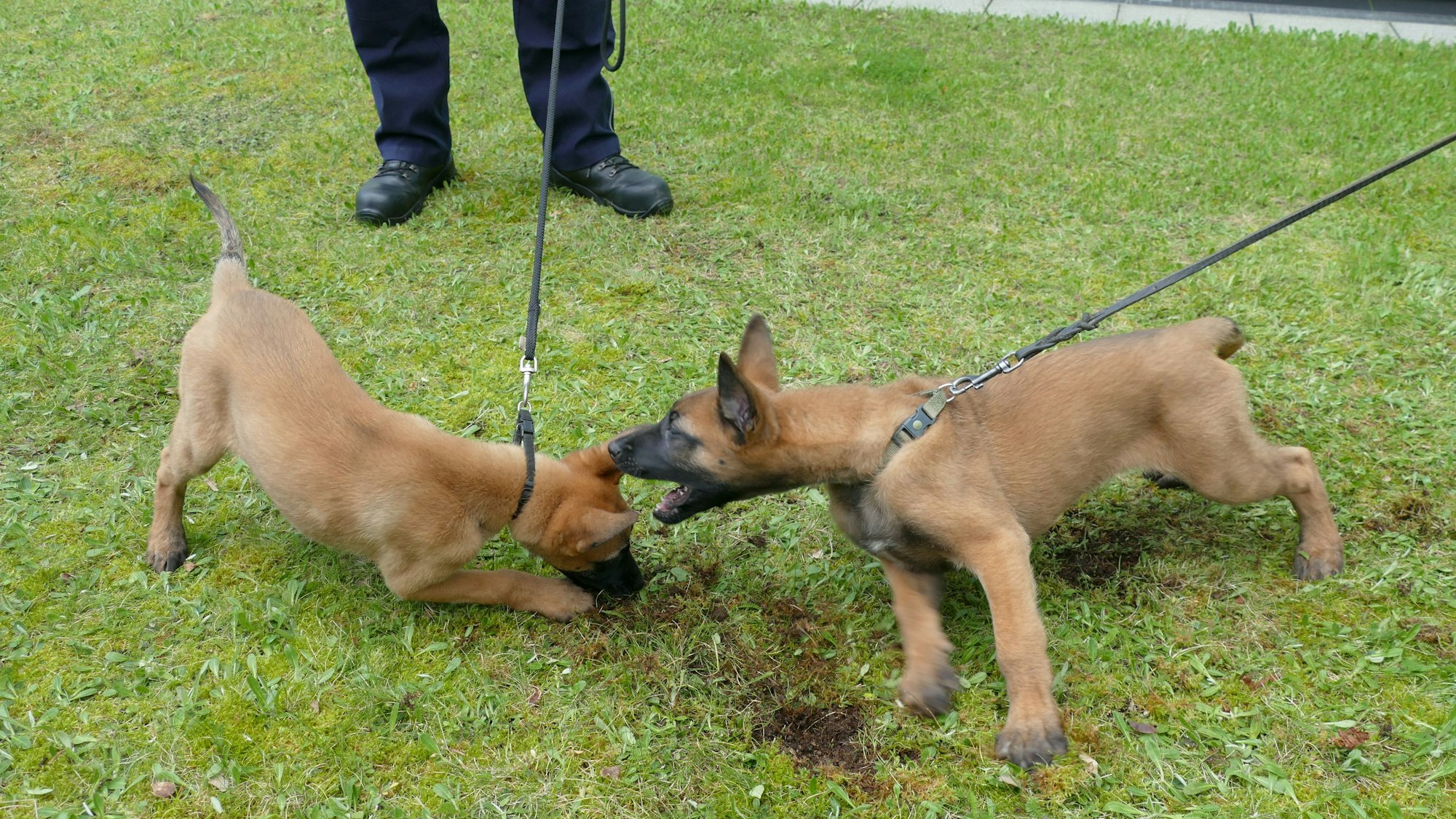 Zwei hellbraune Hundewelpen spielen miteinander.