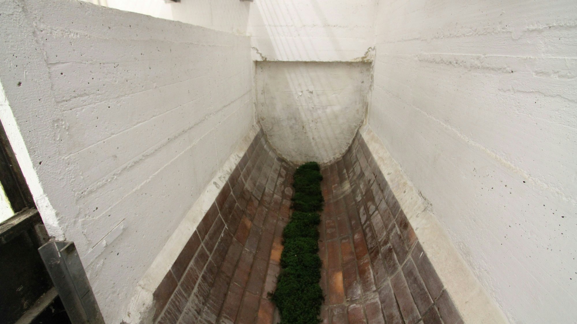 Ein Streifen Moos in einer Wasserrinne mit rotbraunen Fliesen.