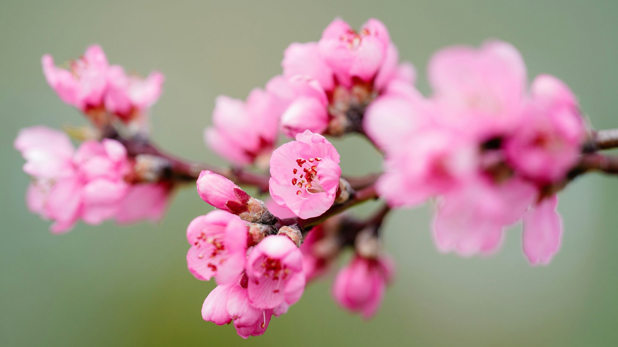 Mandelblüten hängen an einem Mandelbaum.
