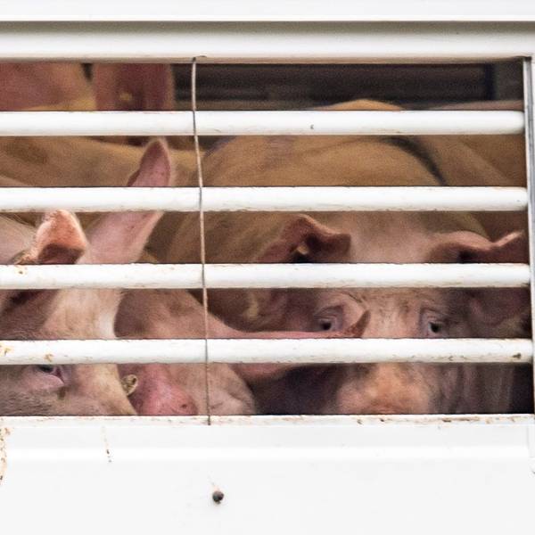 Dicht an dicht stehen nicht nur Schweine auf Transporten etwa per Lkw.