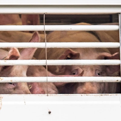 Dicht an dicht stehen nicht nur Schweine auf Transporten etwa per Lkw.