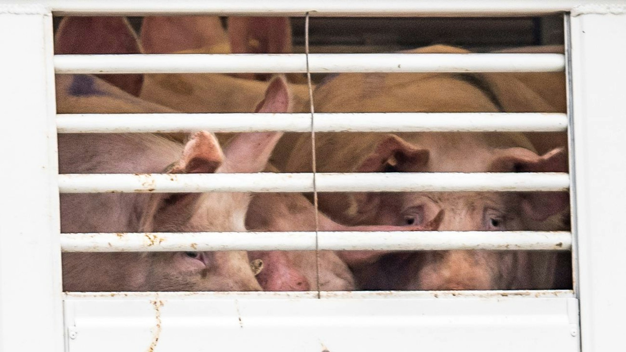 Dicht an dicht stehen nicht nur Schweine auf Transporten etwa per Lkw.