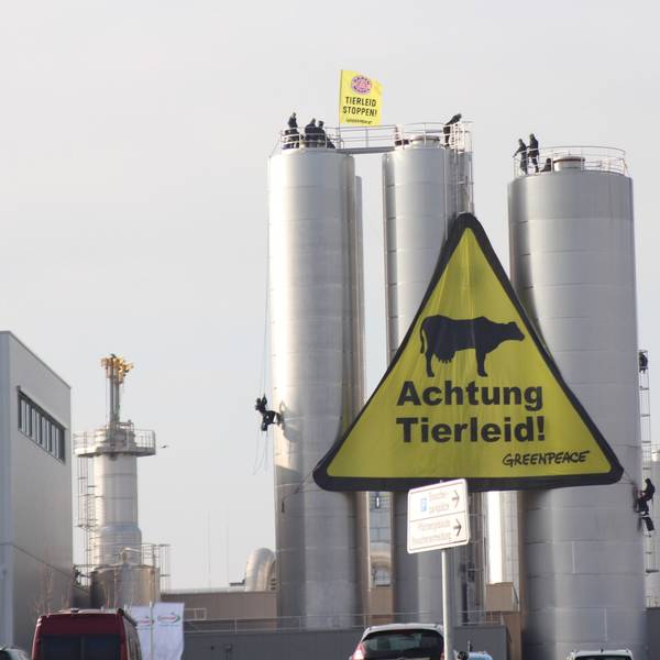 Aktivisten seilen sich an den Silos ab und breiten ein großes Banner mit der Aufschrift „Achtung Tierleid“ aus.