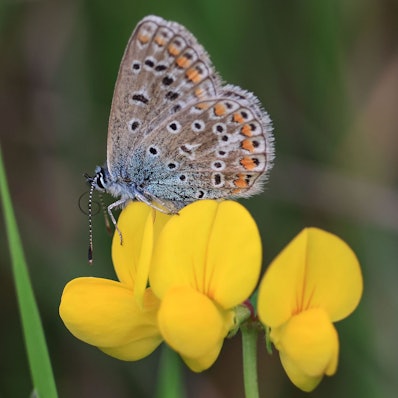 ARCHIV - 17.08.2023, Nordrhein-Westfalen, Gemünd: Ein Hauhechel-Bläuling sitzt im Nationalpark Eifel im Gras.
