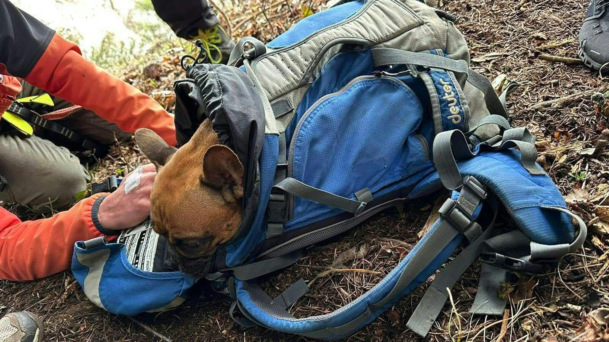 An der Hohen Wand in Österreich stürzte Hundedame Luna ab, ein Bergretter nahm die unverletzte Bulldogge in seinem Rucksack mit.