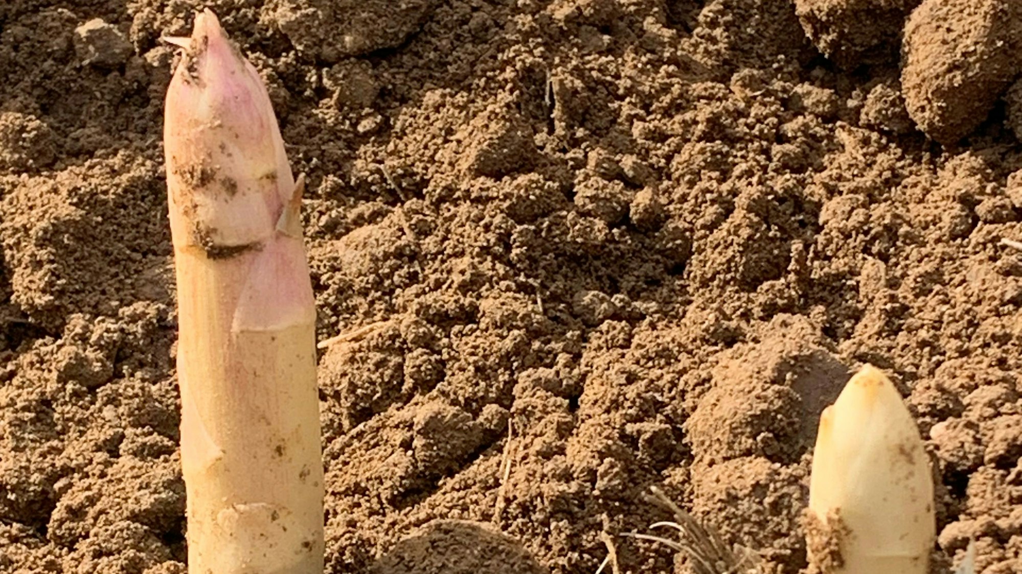 Junger Spargel auf dem Feld.