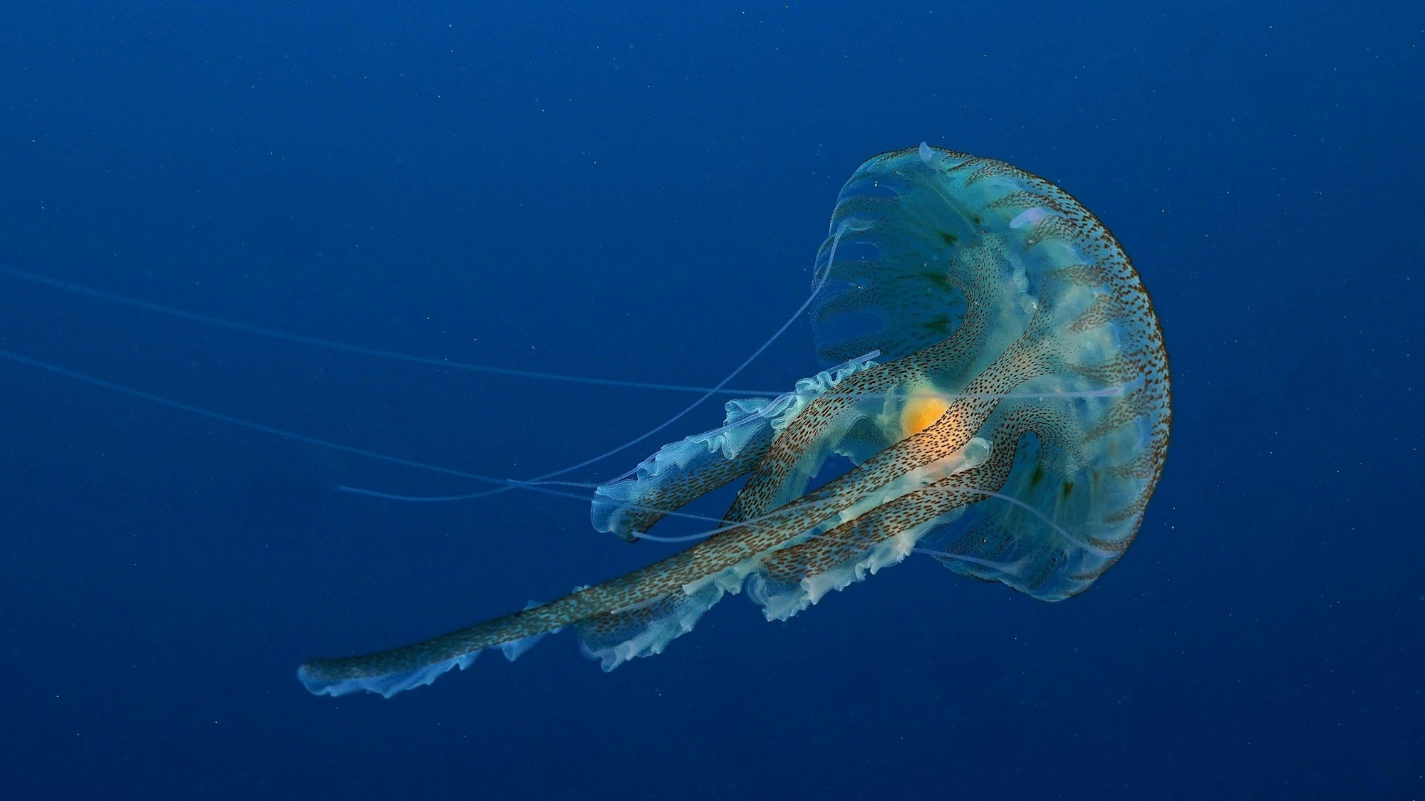Auf Mallorca sind viele Leuchtquallen (Pelagia noctiluca) gesichtet worden (Symbolbild).